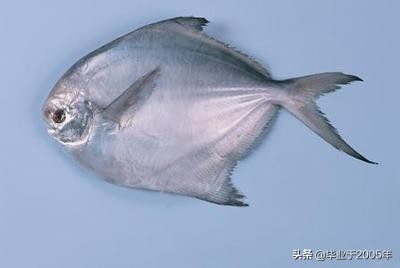 辽宁的水产品有哪些,辽宁常见的鱼