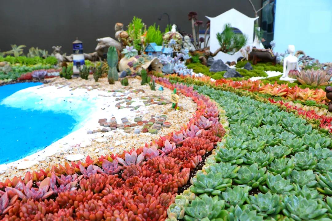这个年销量上亿株多肉的县城，举办了首届多肉电商节