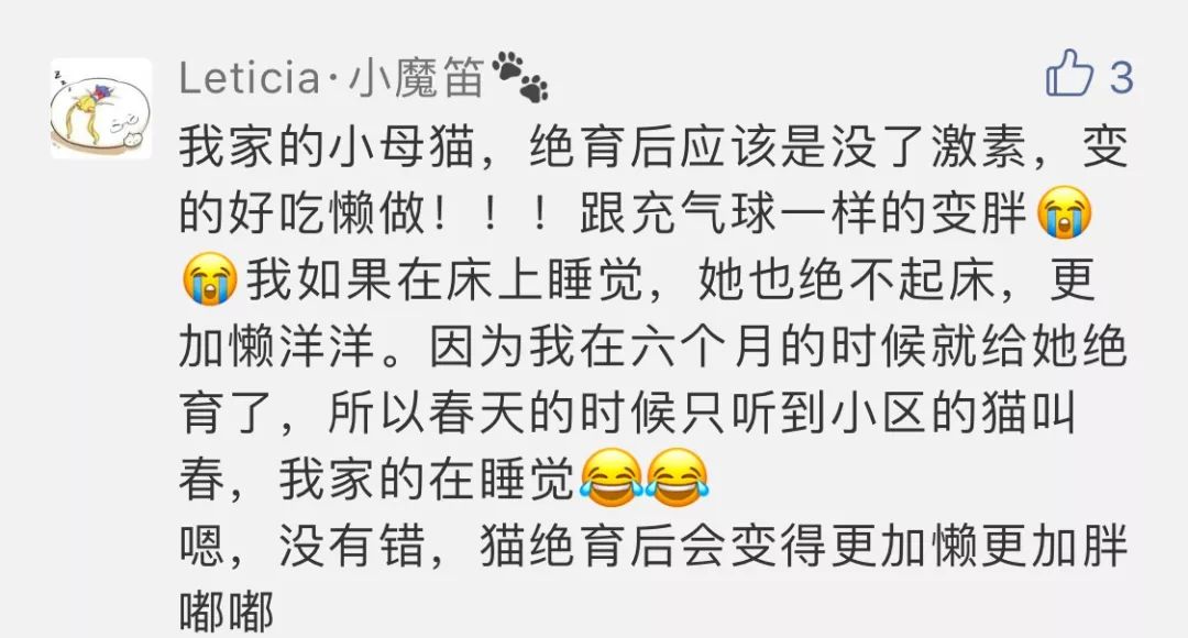 怎么缓解猫受惊,如何缓解猫生气