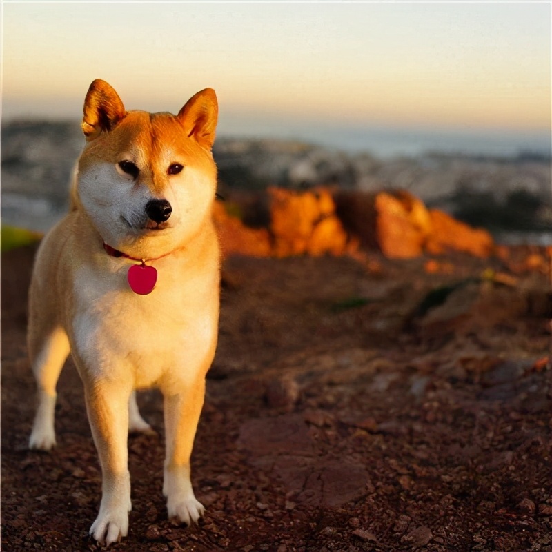 宠物狗名字大全洋气的,狗宠物名字大全超拽霸气