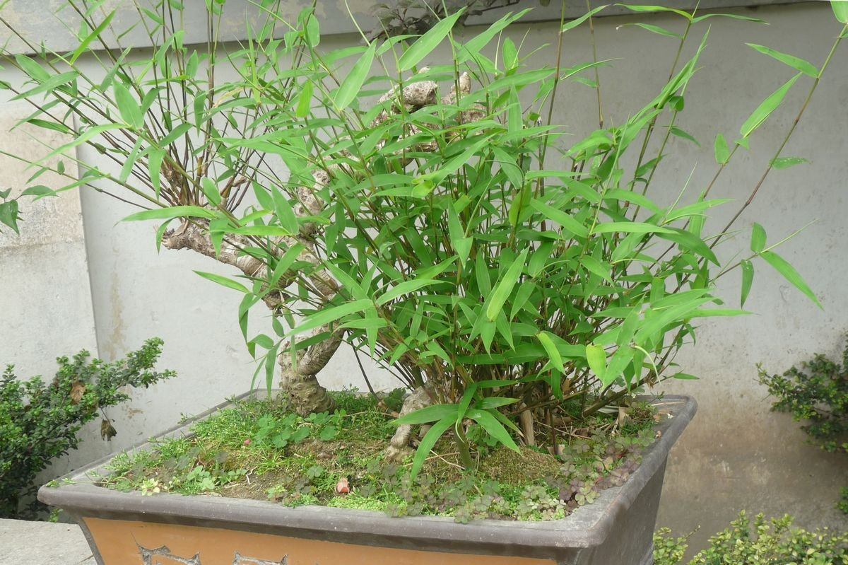 竹子根怎么养才能更旺盛,造型竹子怎么养