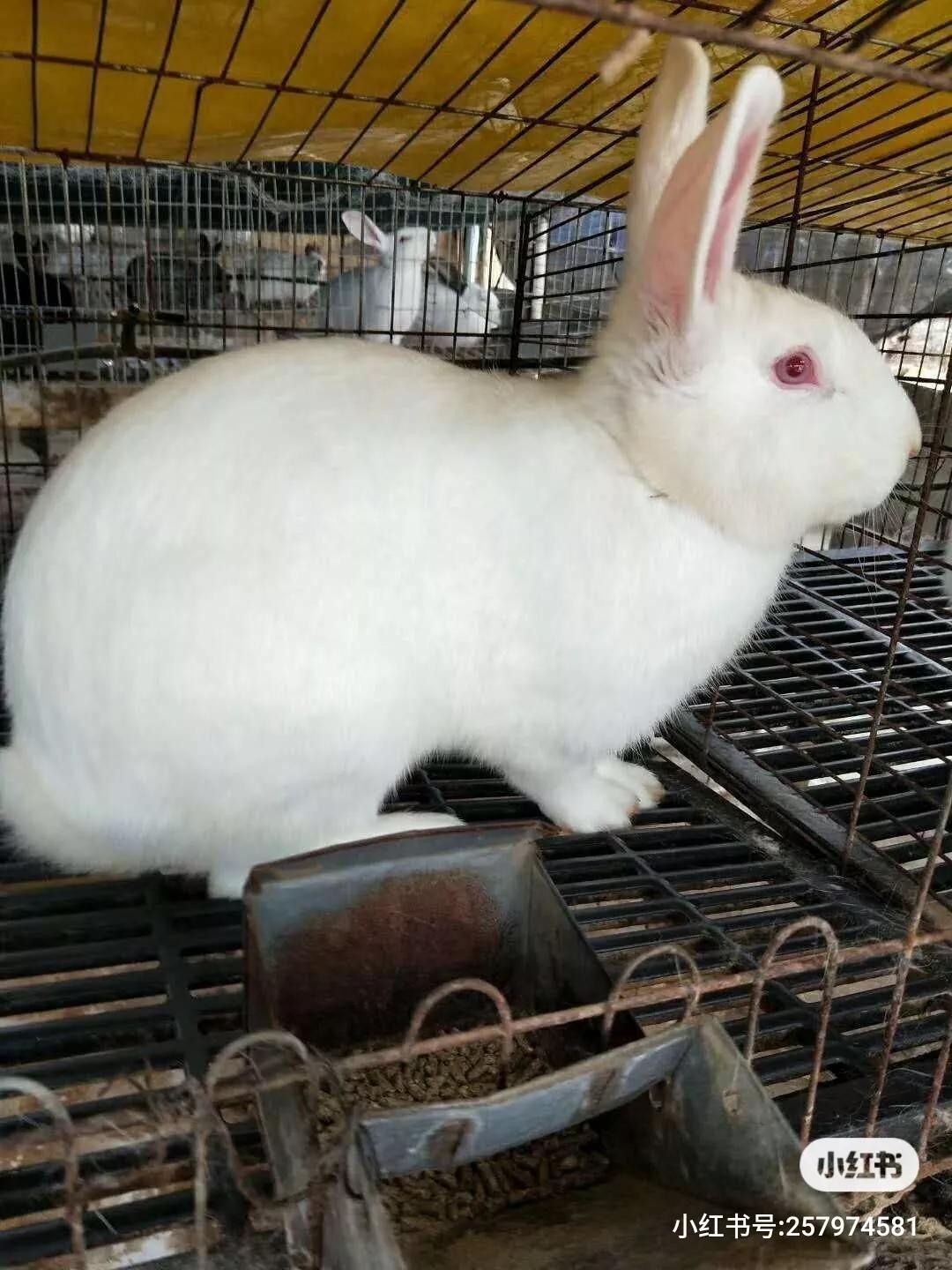 养兔预防肠道感染,养兔怎么保护肠道