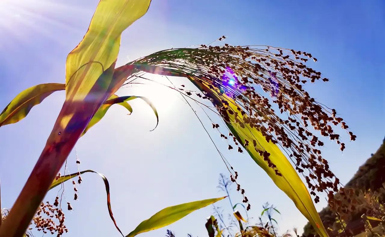 你认识野菜吗图片,你认识田间的草吗