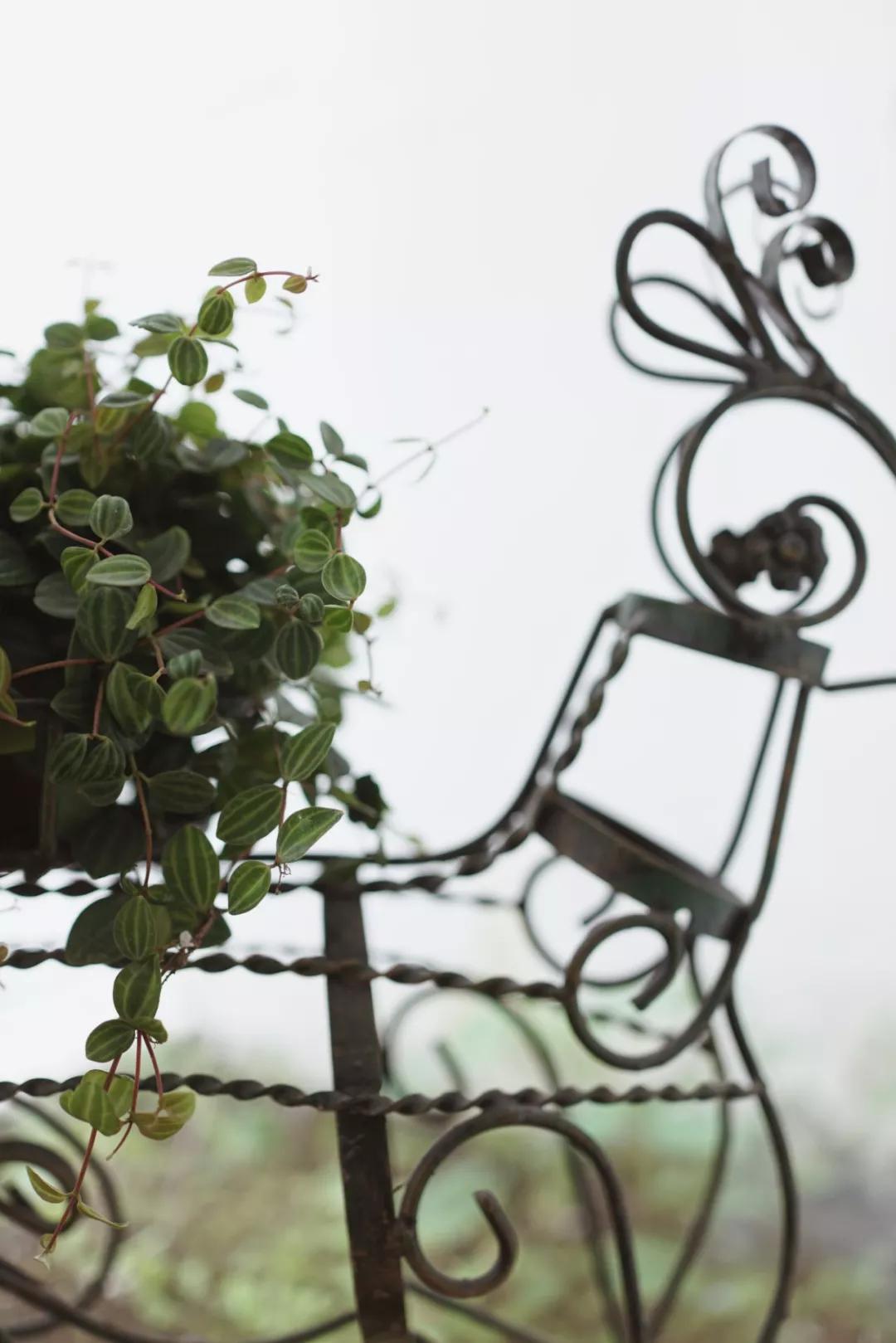 上海小桃园,她卖掉市区两套房子造花园