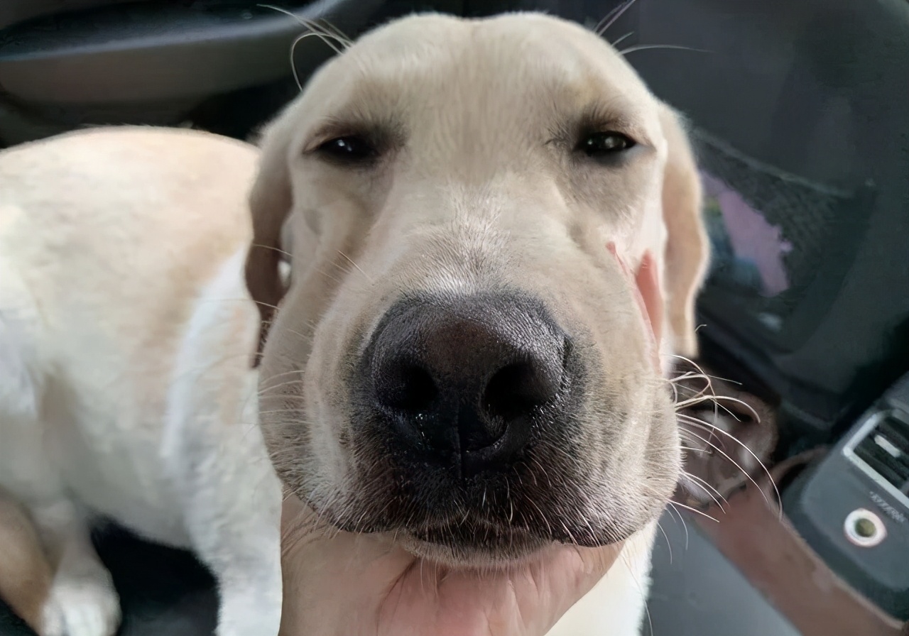 狗狗呕吐的原因及处理方法,狗狗呕吐的6种颜色