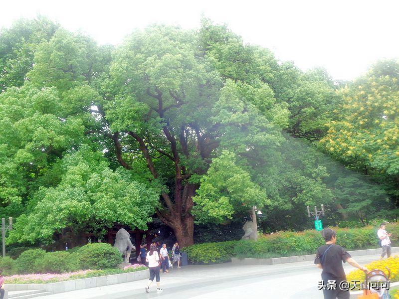 西湖一日游西湖景色到底有多美,再说一遍西湖之美