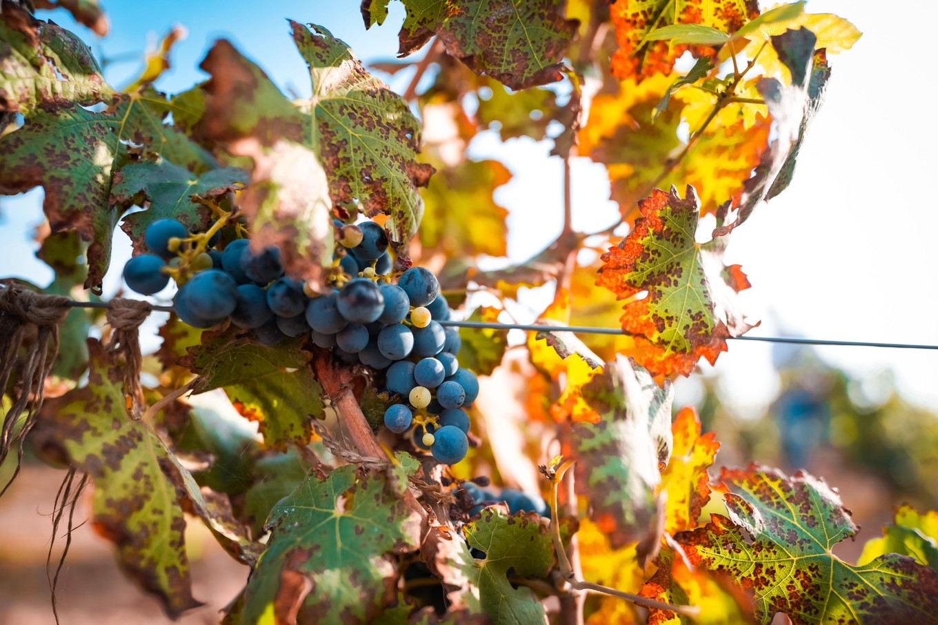 宁夏银川有哪些打卡地,游银川必去的网红打卡地