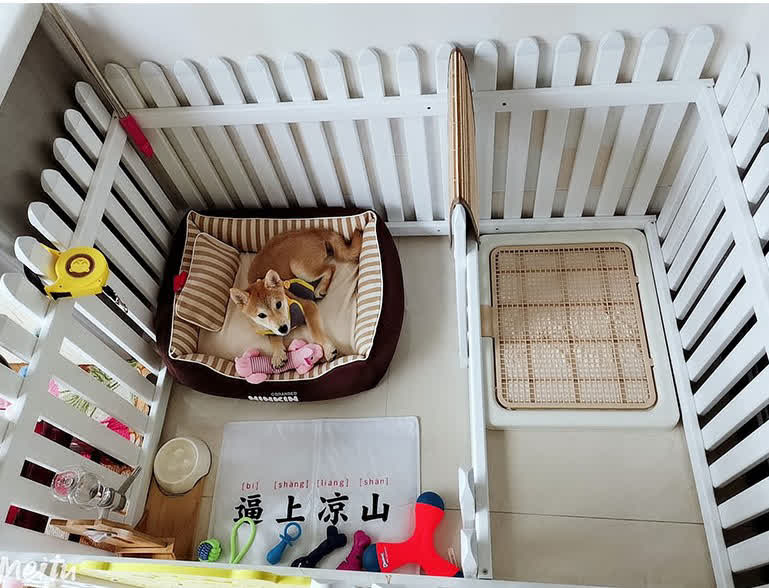 狗狗先训练什么,训练狗狗是不是让它先饿着