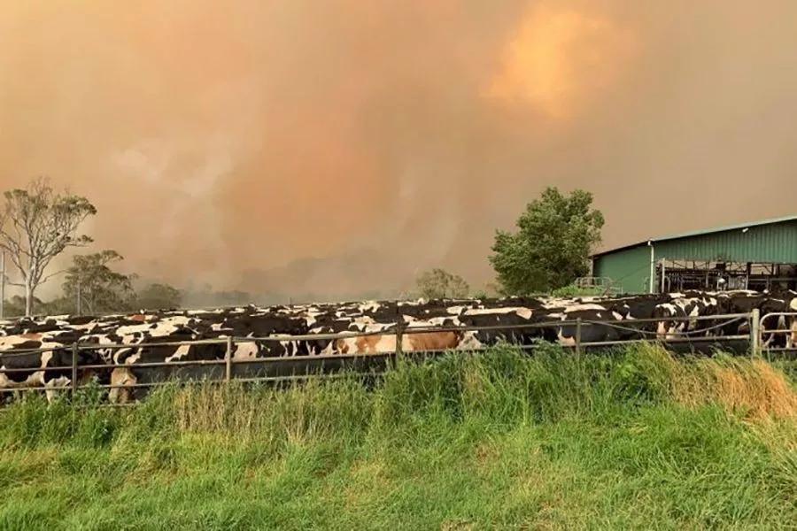 澳洲山火肆虐波及乳业，进口奶粉会否受影响？多家公司回应