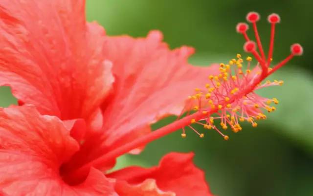 园林设计植物一览表图,神贴十大经典