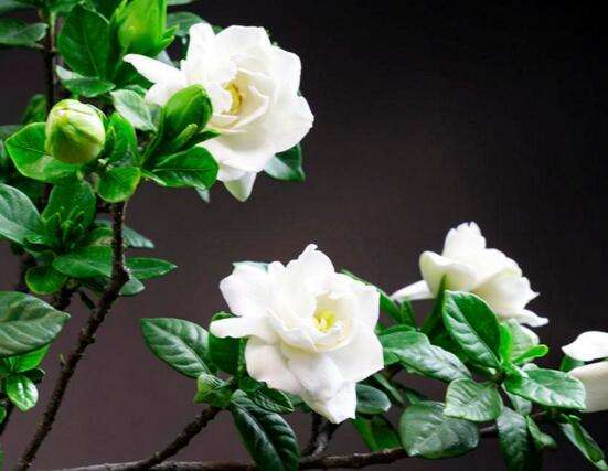 栀子花扦插生根了多久可以土培,栀子花怎么土培扦插成活率高