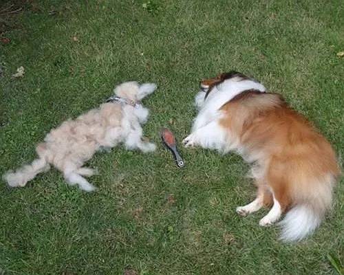 狗毛被剃光狗内心崩溃,把狗毛剃光长出来成卷毛了