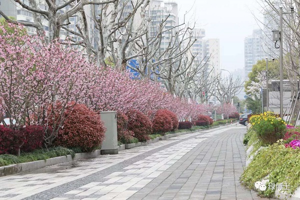 除了樱花，还有紫荆海棠红花檵木！上海多条绿化特色道路已到“最美观赏季”