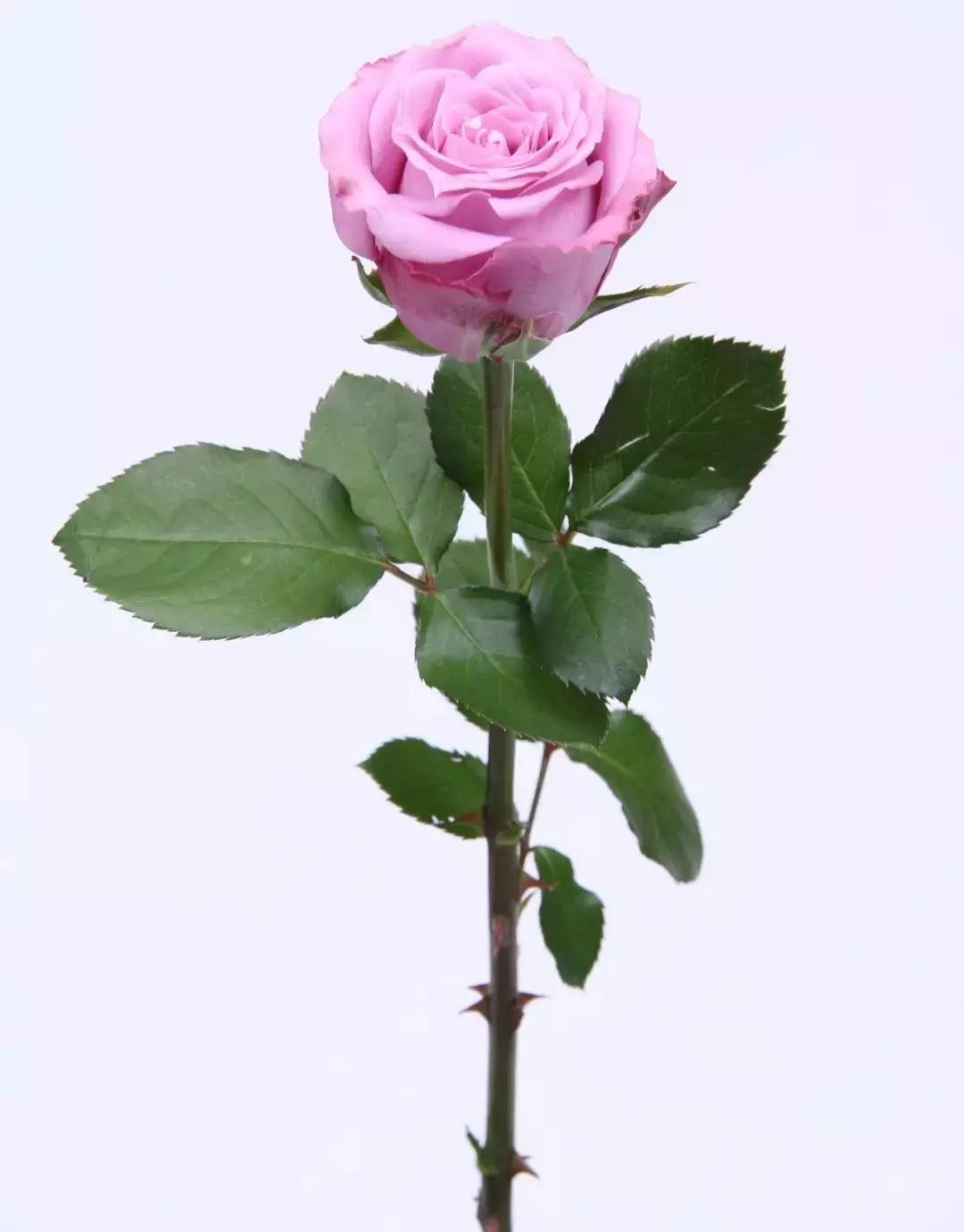 玫瑰每天换水还是蔫了,玫瑰需要换水剪根吗