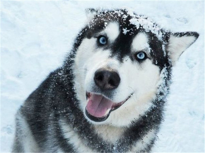 二哈当上警犬的视频,秃顶二哈真实经历