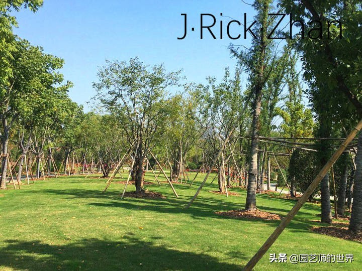 怎样种植草坪技术,果岭草坪的种植养护方法及技巧