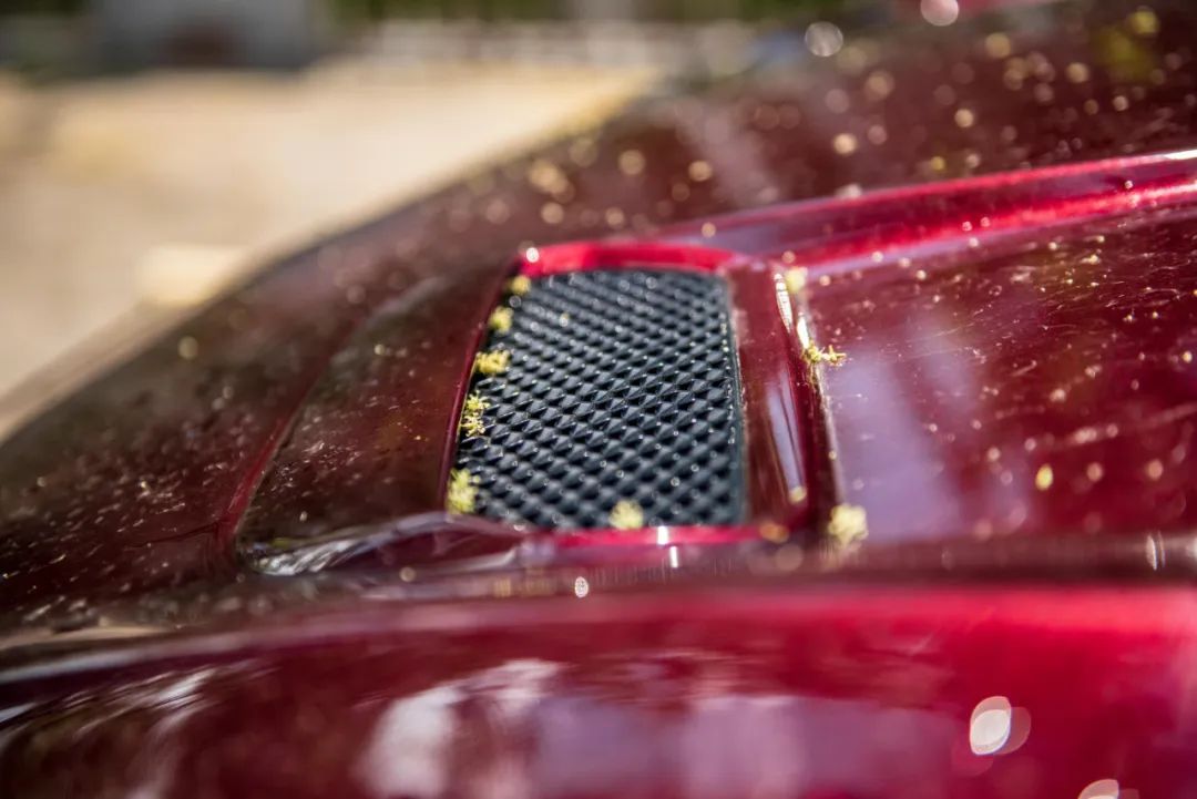 野马2.3t被叫野驴,野马2.3t小野驴