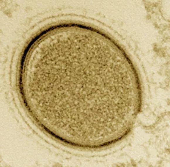 不是药嗑多了，加拿大怎么可能制造出这种“毒器”？｜局器