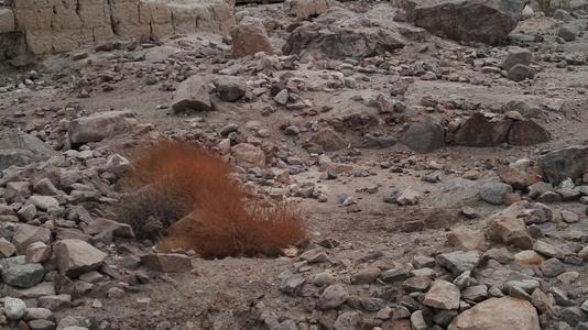 不愿意独立的原苏联加盟共和国，比非洲还穷，靠中国快速发展