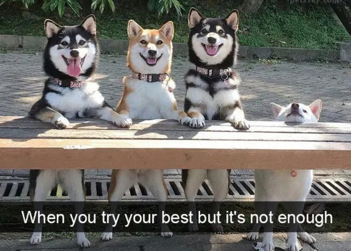 给狗起名字侵权吗,给狗起了一个字名字