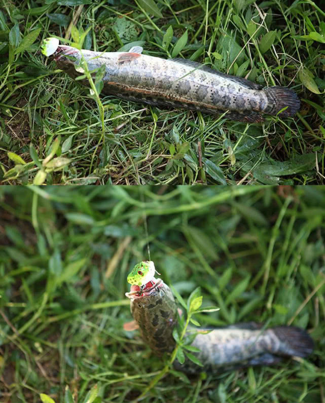 最好的钓黑鱼的方法,钓黑鱼的方法时间与技巧