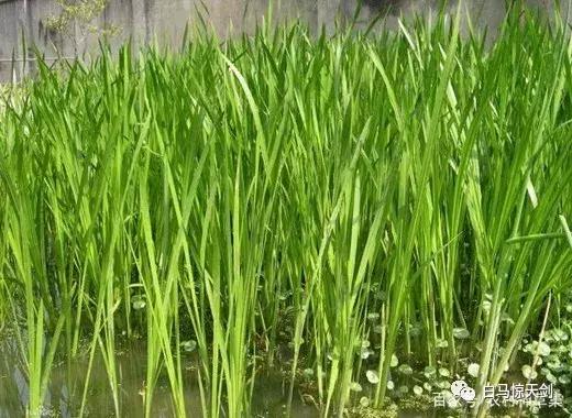 儿时的端午节图片,儿时的端午节讲述