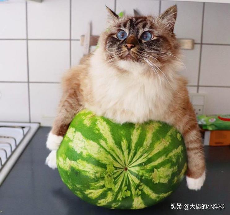 猫咪热到躲冰箱里避暑原视频,猫咪在家热死