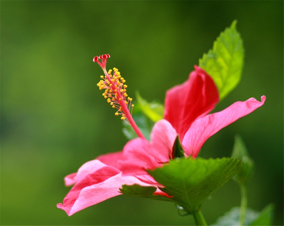 烟灰当肥料放哪种花最好,烟灰可以直接做花肥吗