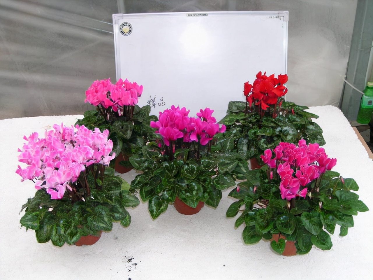 仙客来最佳配方,仙客来怎么能养成好