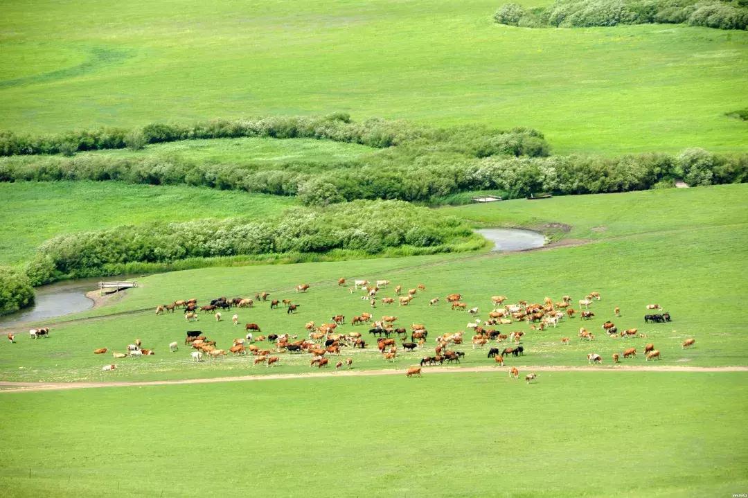 内蒙古乌拉盖地图,内蒙古乌拉盖位置