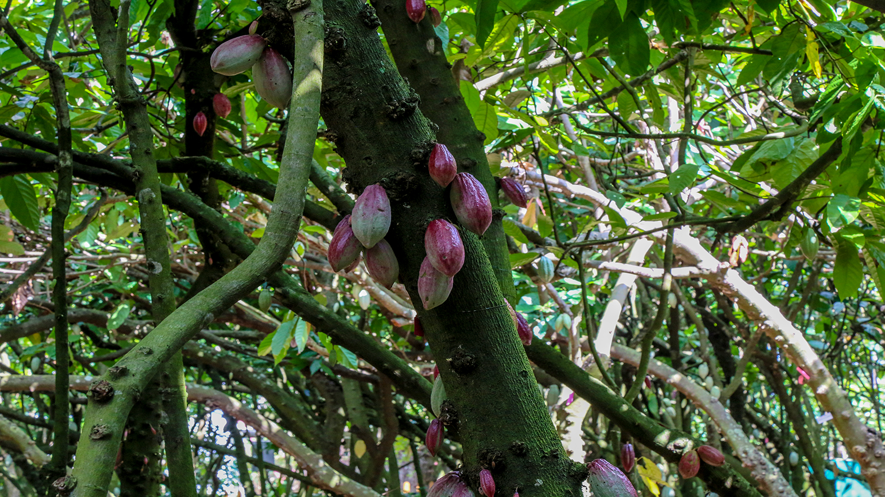兴隆热带植物园里，到底藏了多少秘密