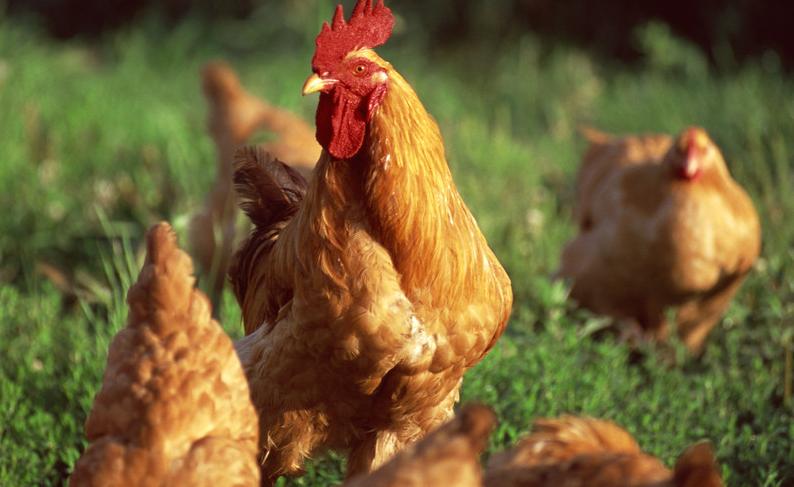 鸡子眼睛睁不开怎么治疗,鸡子眼睛瞎是什么原因