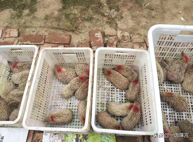 商河稼润养殖技术,商河稼润专业养殖刺猬