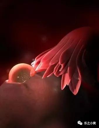 孕期胎儿成长图鉴,孕期胚胎成长图片