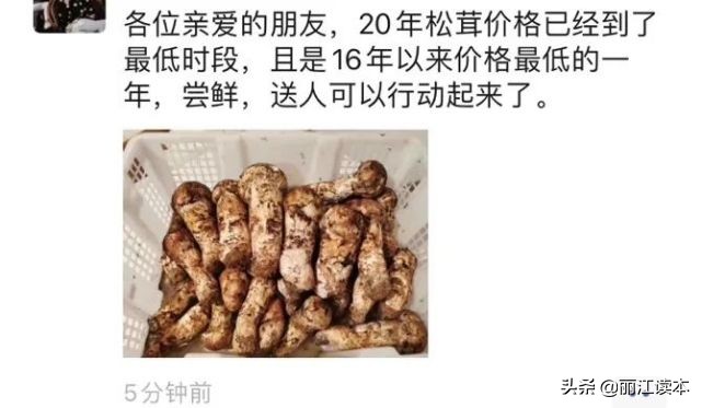 疯狂的松茸,疯狂的野生菌