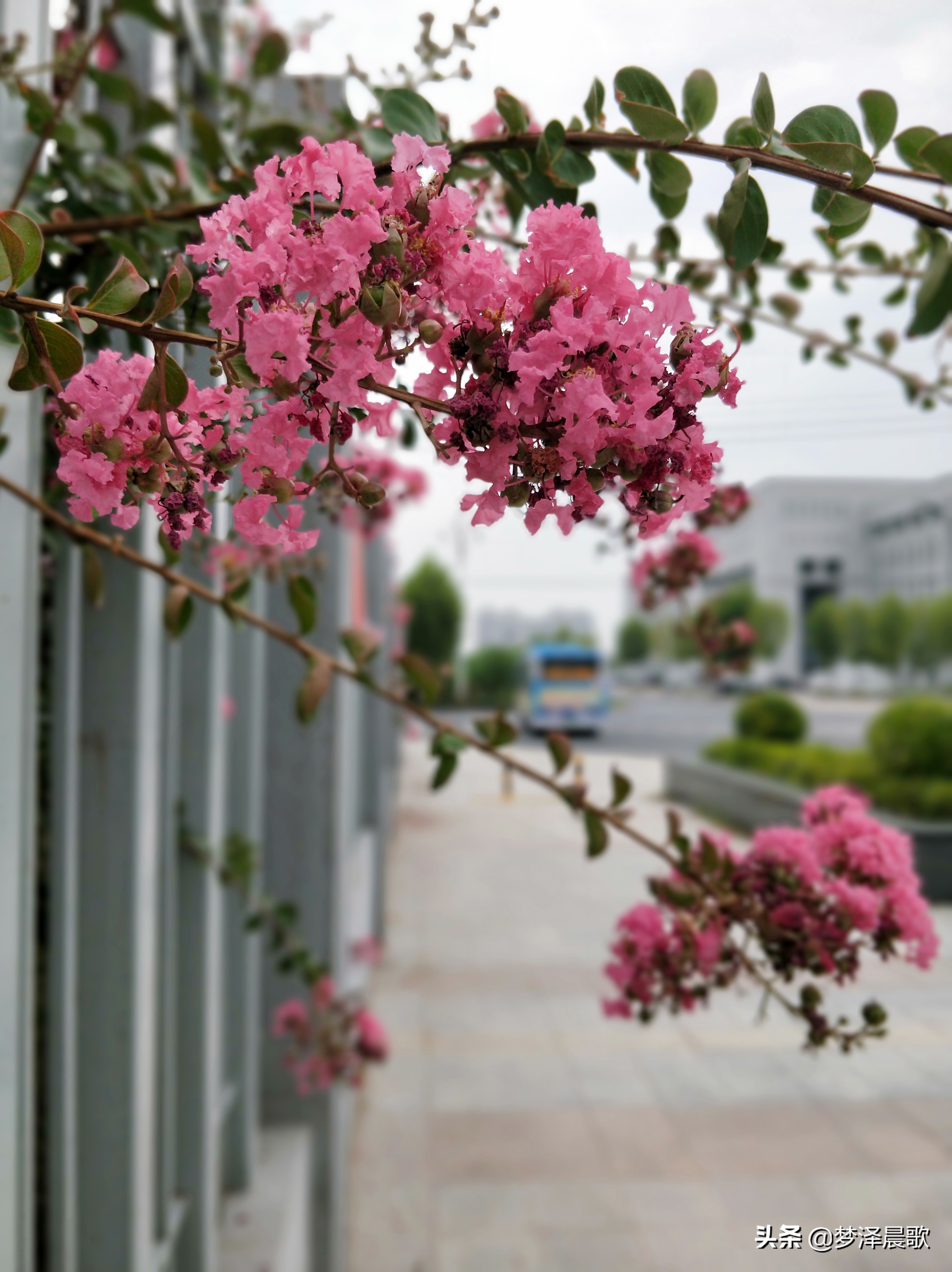 云梦县黄香小学好吗,云梦县黄香小学全貌图