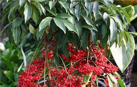 黄金万两换盆后叶子掉光了,黄金万两叶子发黄脱落怎么补救