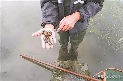 蚂蝗养殖新模式,专业养殖蚂蝗