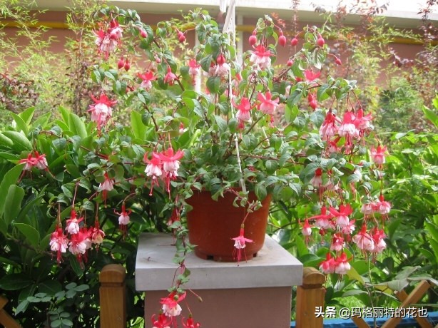 园丁金挂有排期吗,吊钟海棠怎么养护