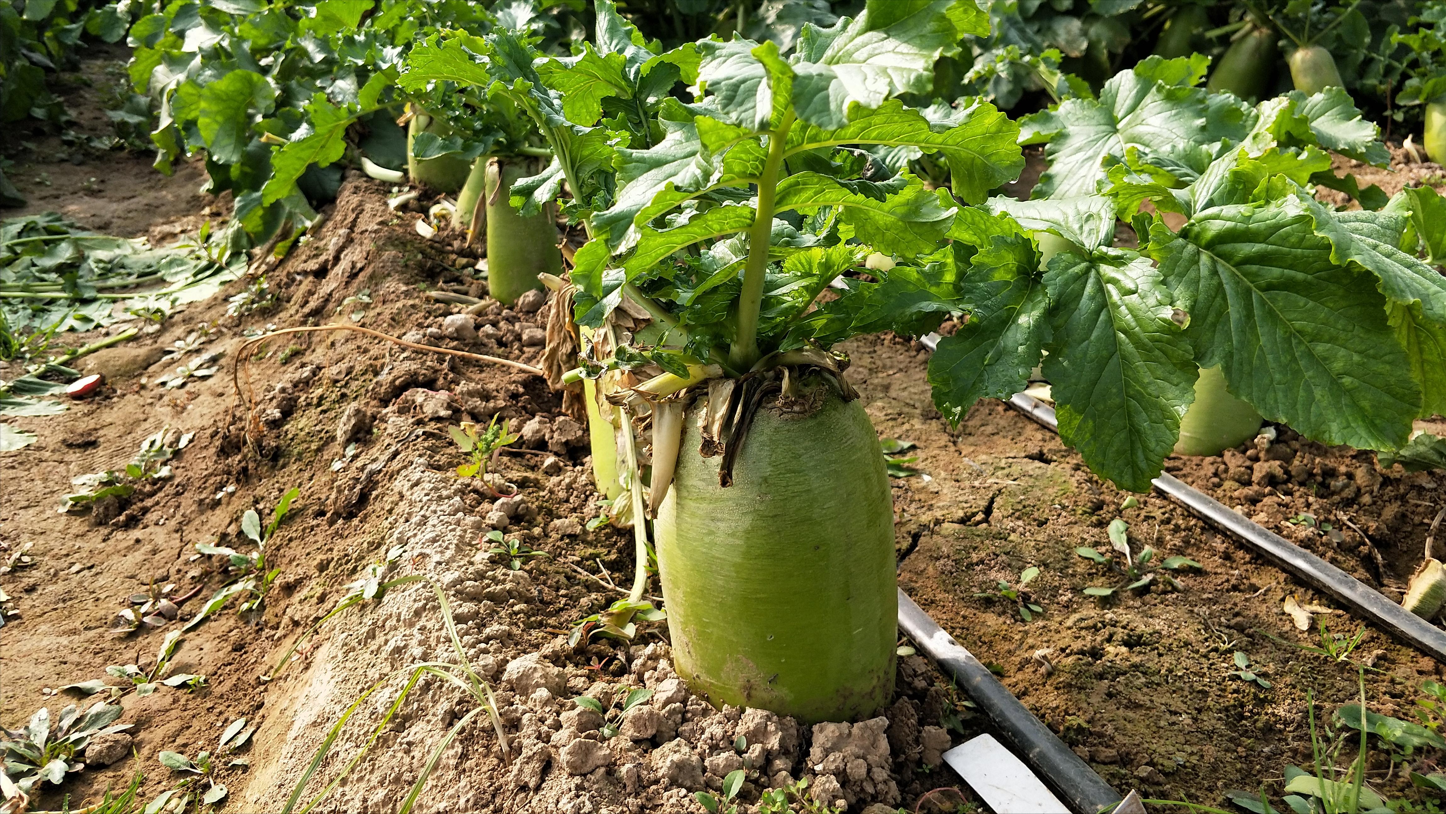 萝卜施肥是穴施还是撒施,种的萝卜糠心是缺水吗