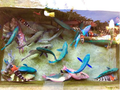 畅游西沙的旅行社,带你畅游三亚