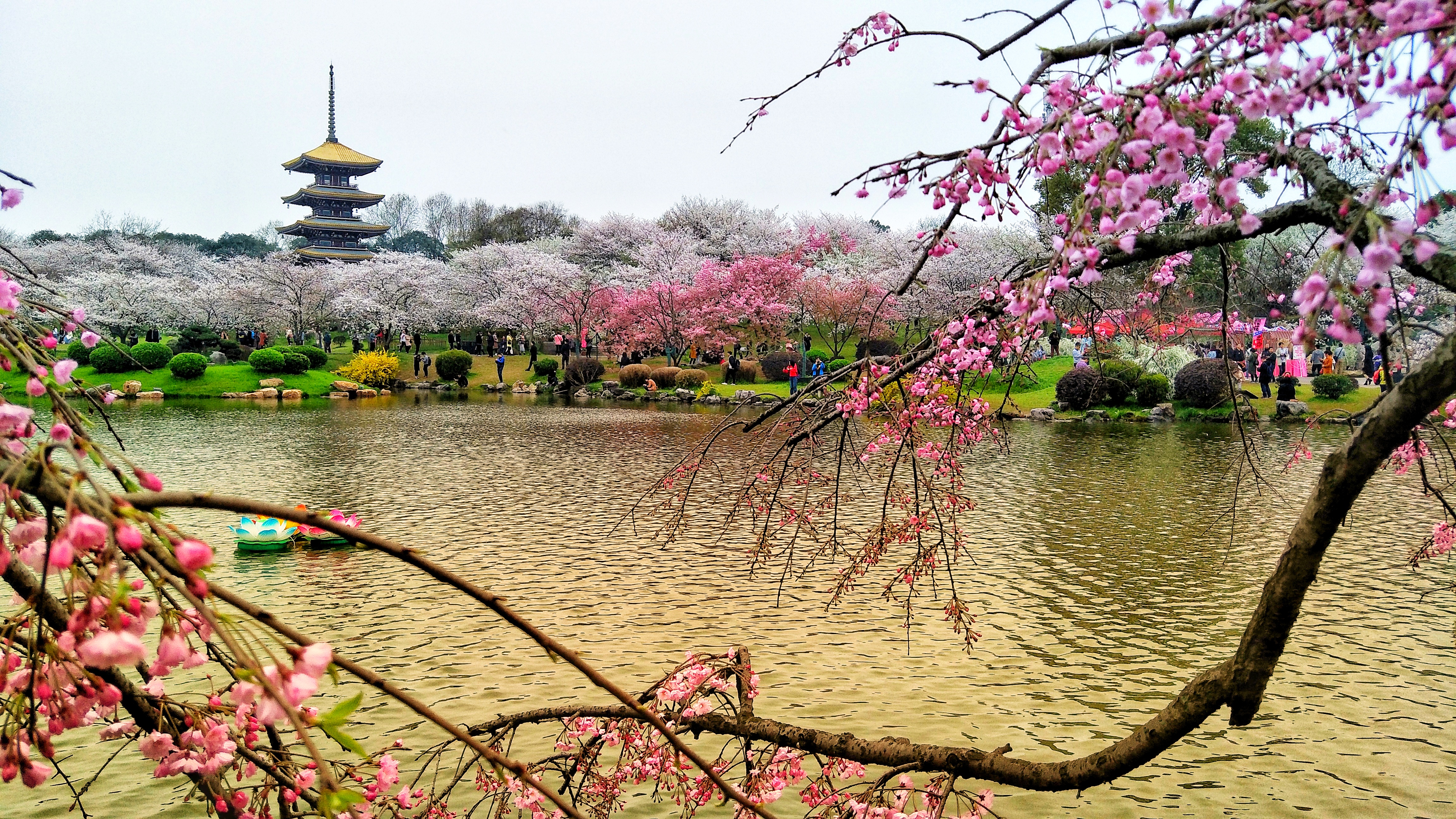 武汉赏樱之旅,武汉东湖樱园赏樱