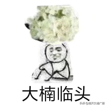 石楠花又开了,石楠花春天