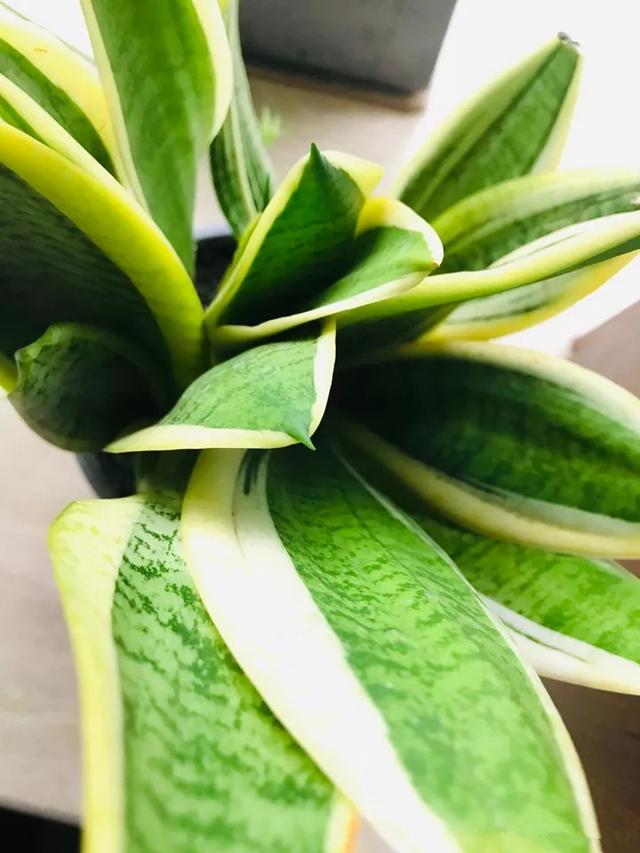 什么肥料能促进叶子生长,叶子施肥的方法