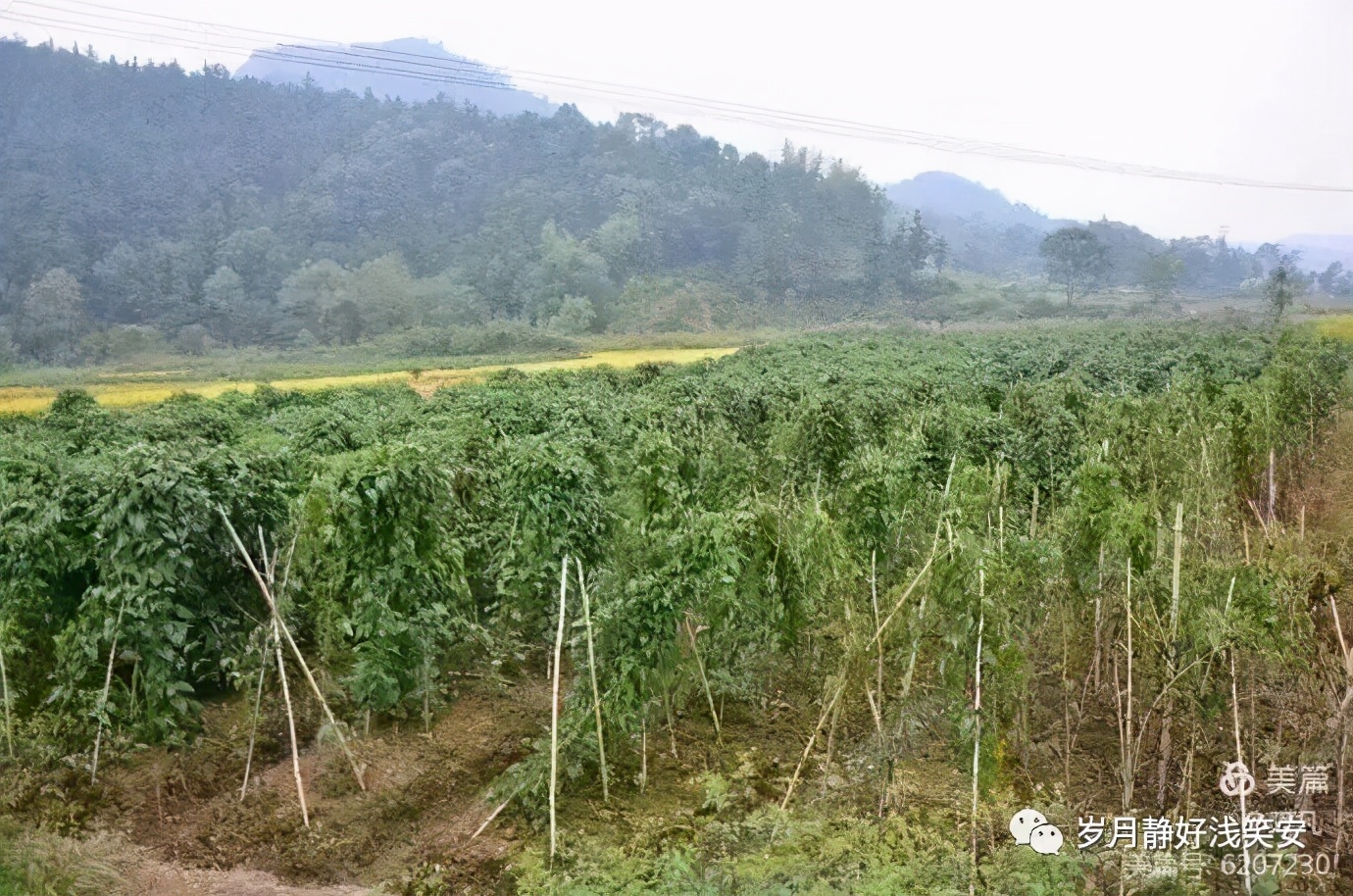 冬日暖汤,佛手山药和铁棍山药哪个好