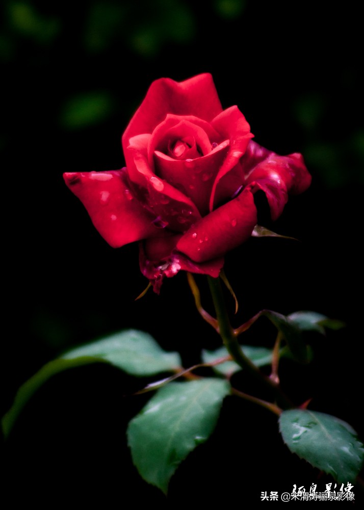 摄影家协会会员如何申请加入,如何申请成为中国摄影家协会