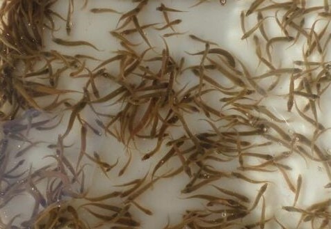 泥鳅繁育养殖技术培训,泥鳅苗种植条件