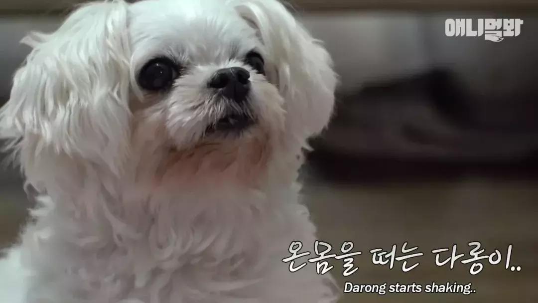 狗狗总是喘上不来气,狗狗总是咳嗽却查不出病因