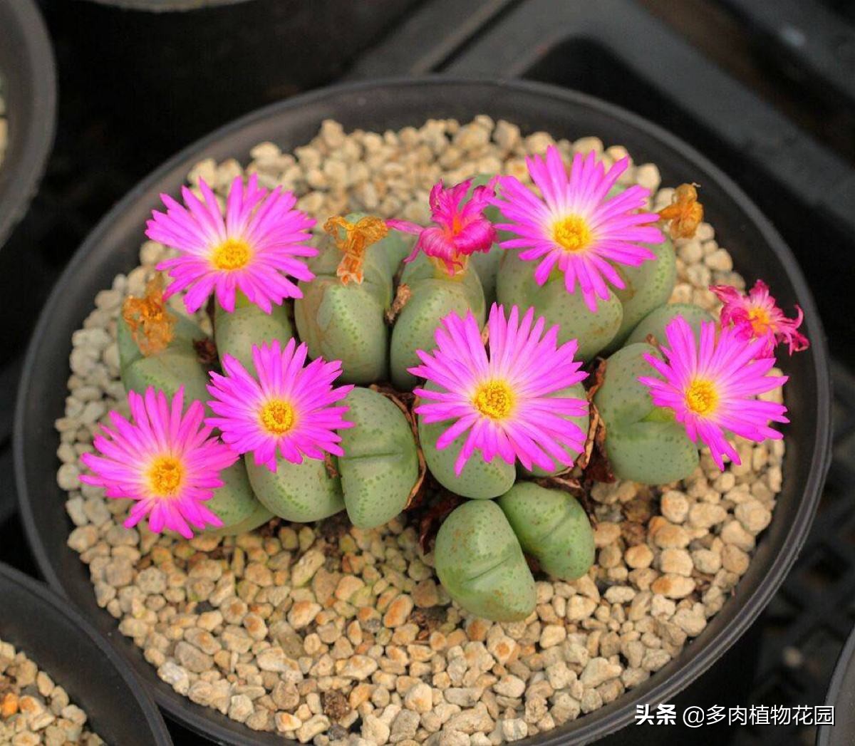 生石花怎么养才开花,生石花开花看大小还是看年龄