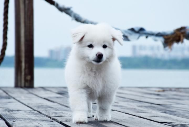 小狗拉稀带有水,小狗拉稀可以吃葡萄糖水吗